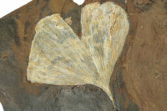 Paleocene Fossil Ginkgo Leaf - North Dakota #271070